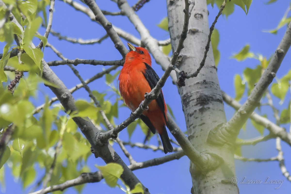 Scarlet Tanager - ML419874261