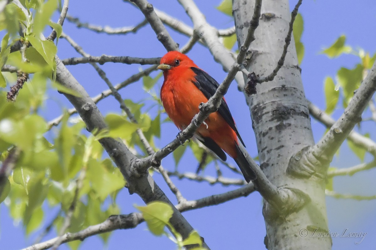 Scarlet Tanager - ML419874321