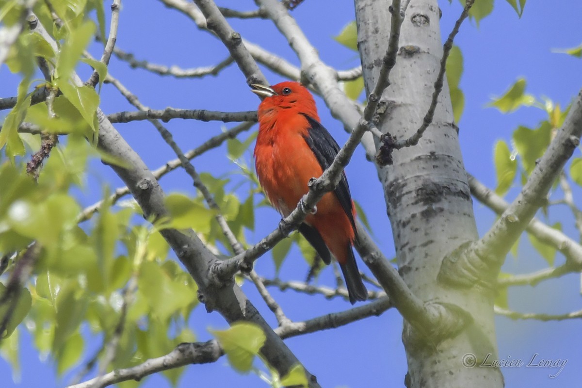 Scarlet Tanager - ML419874381