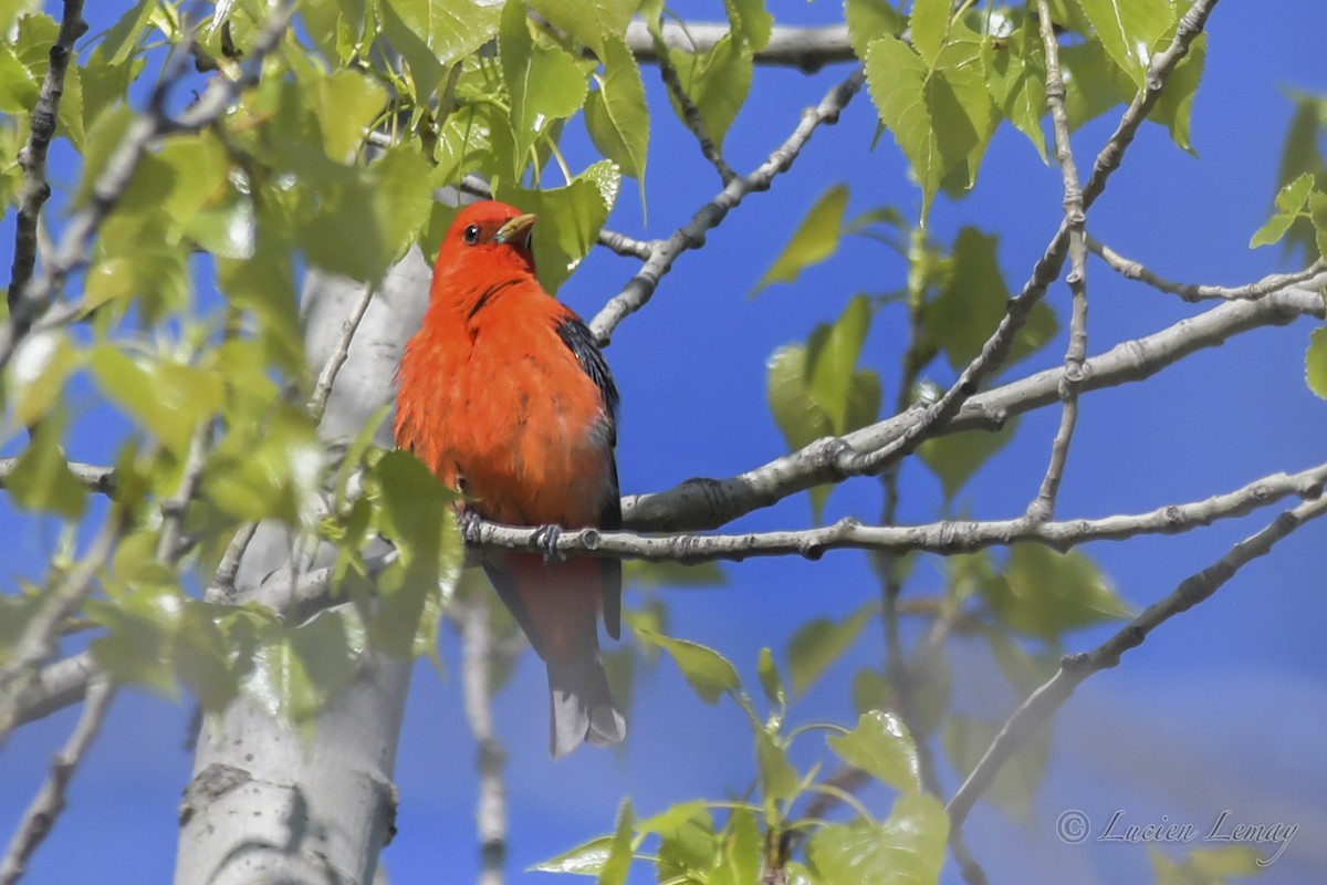 Scarlet Tanager - ML419874461
