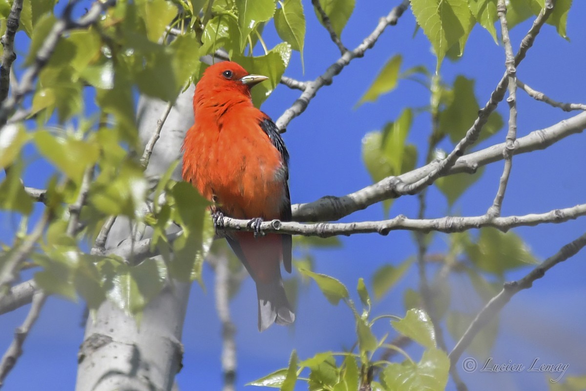 Scarlet Tanager - ML419874601