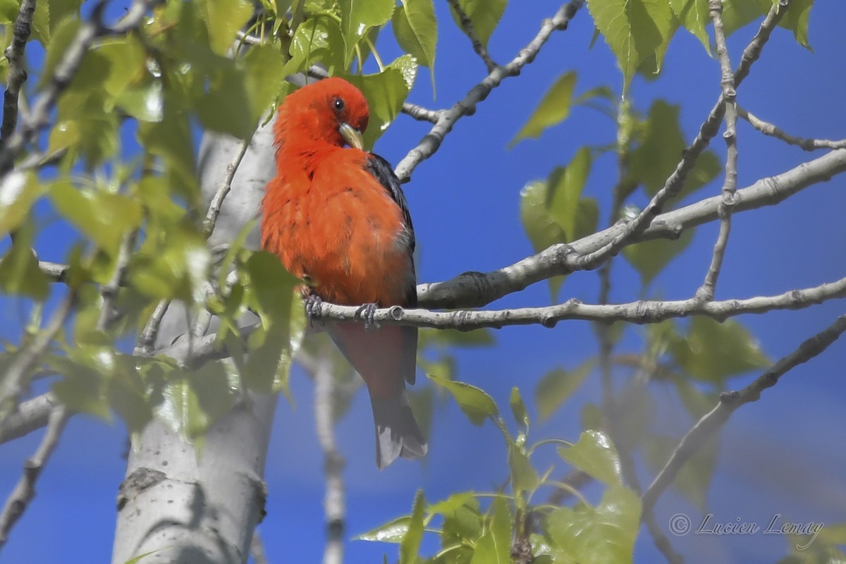 Scarlet Tanager - ML419874681