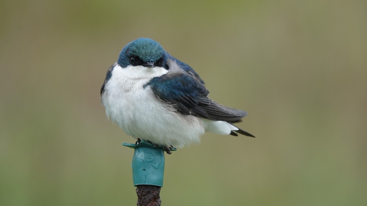 Golondrina Bicolor - ML419874721