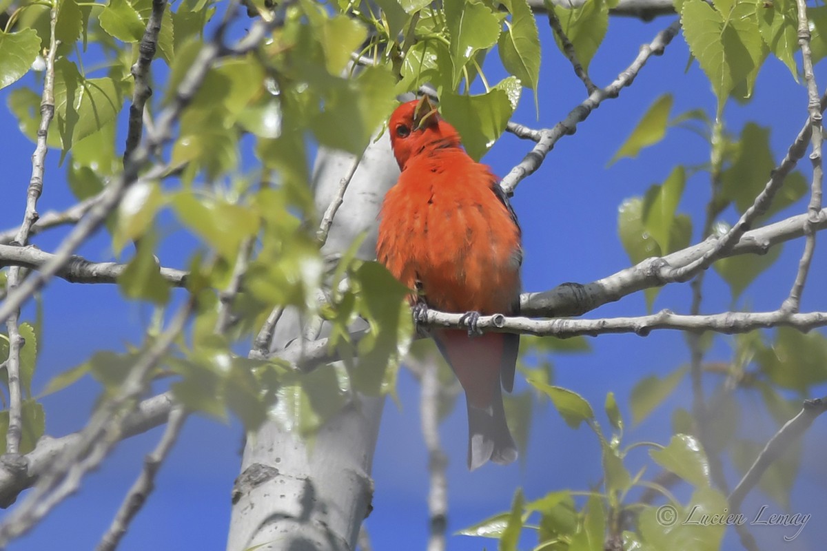 Scarlet Tanager - ML419874771