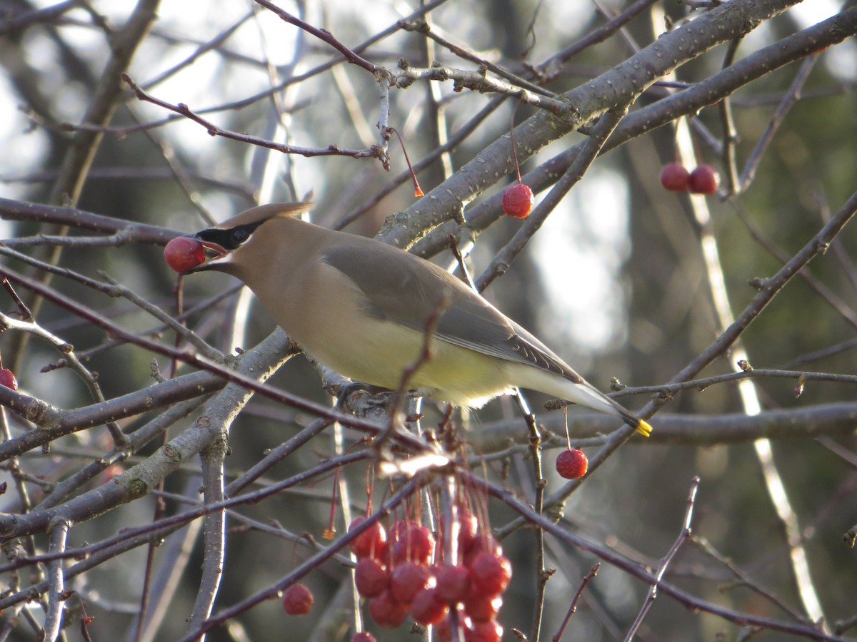 Cedar Waxwing - ML41987661