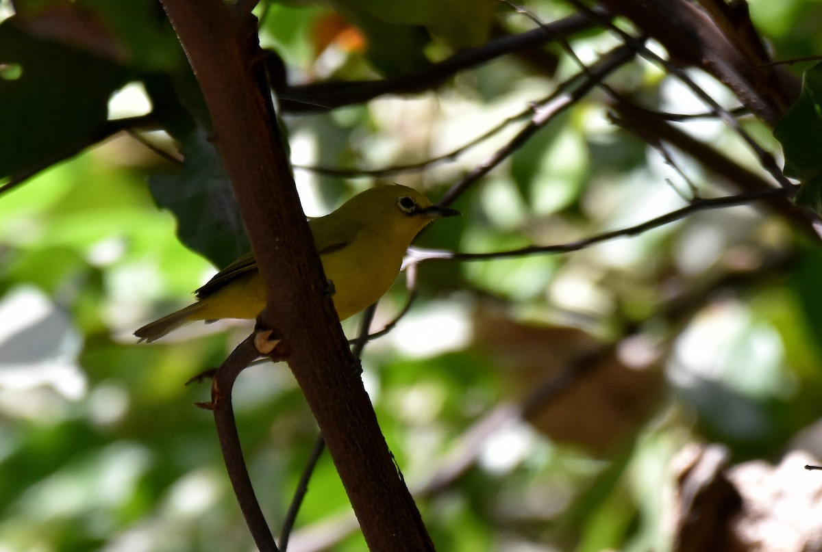 Northern Yellow White-eye - ML419876681