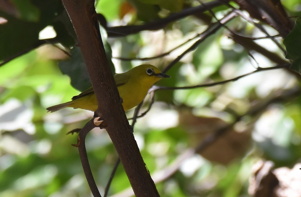 Northern Yellow White-eye - ML419876701