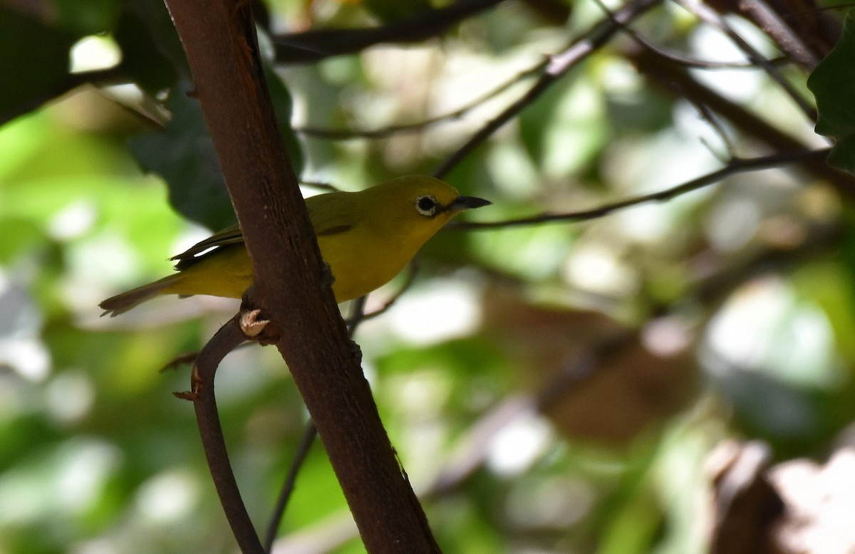 Northern Yellow White-eye - ML419876831