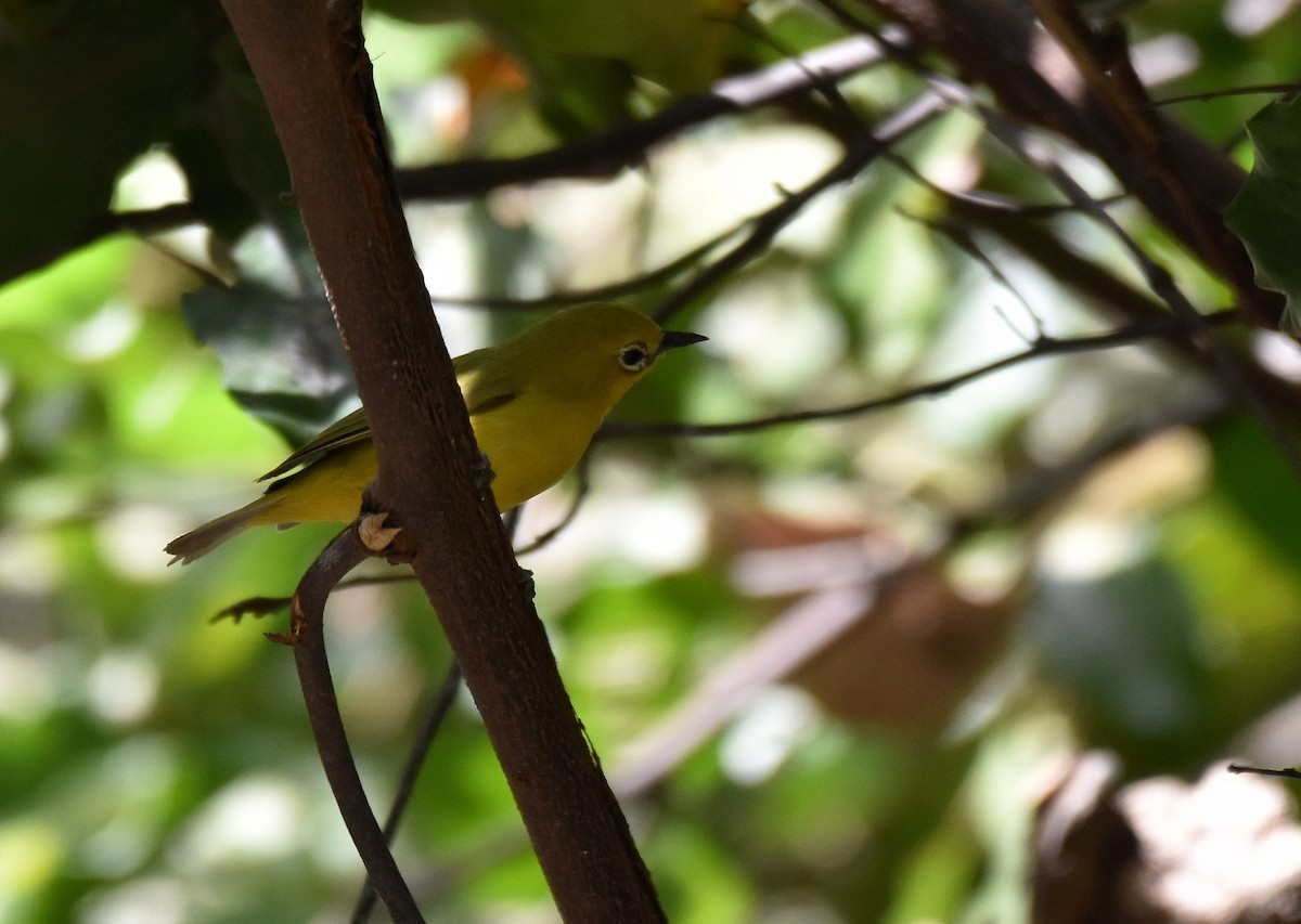 Northern Yellow White-eye - ML419876841