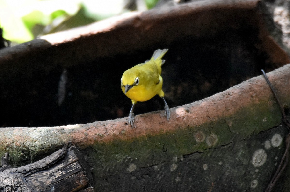 Northern Yellow White-eye - ML419877021