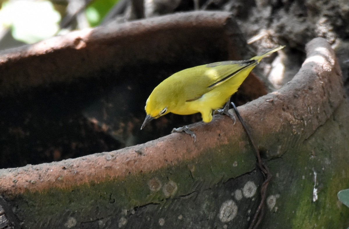 Northern Yellow White-eye - ML419877031
