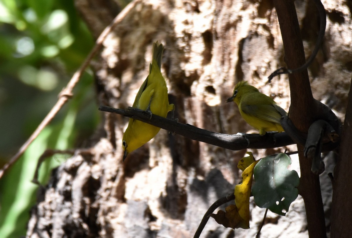 Northern Yellow White-eye - ML419877061