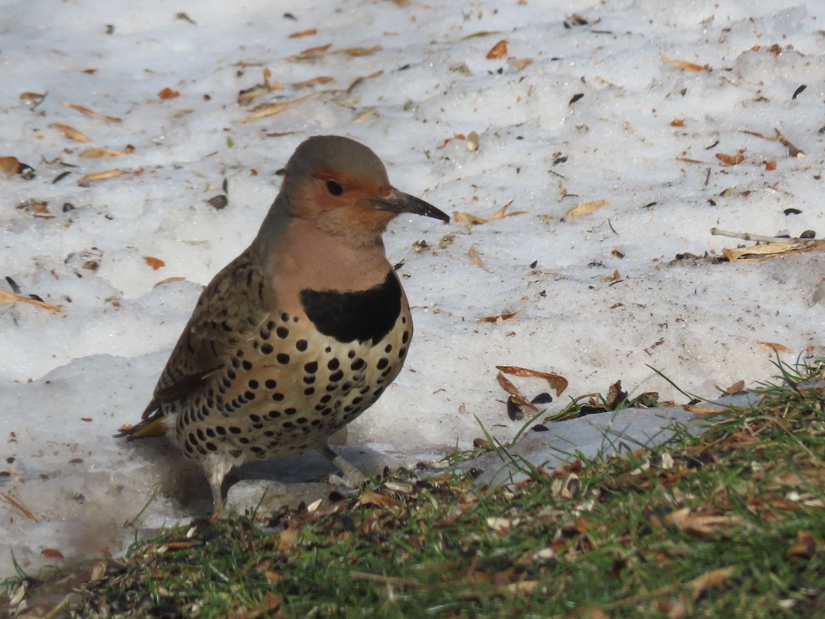 Northern Flicker - ML419877121