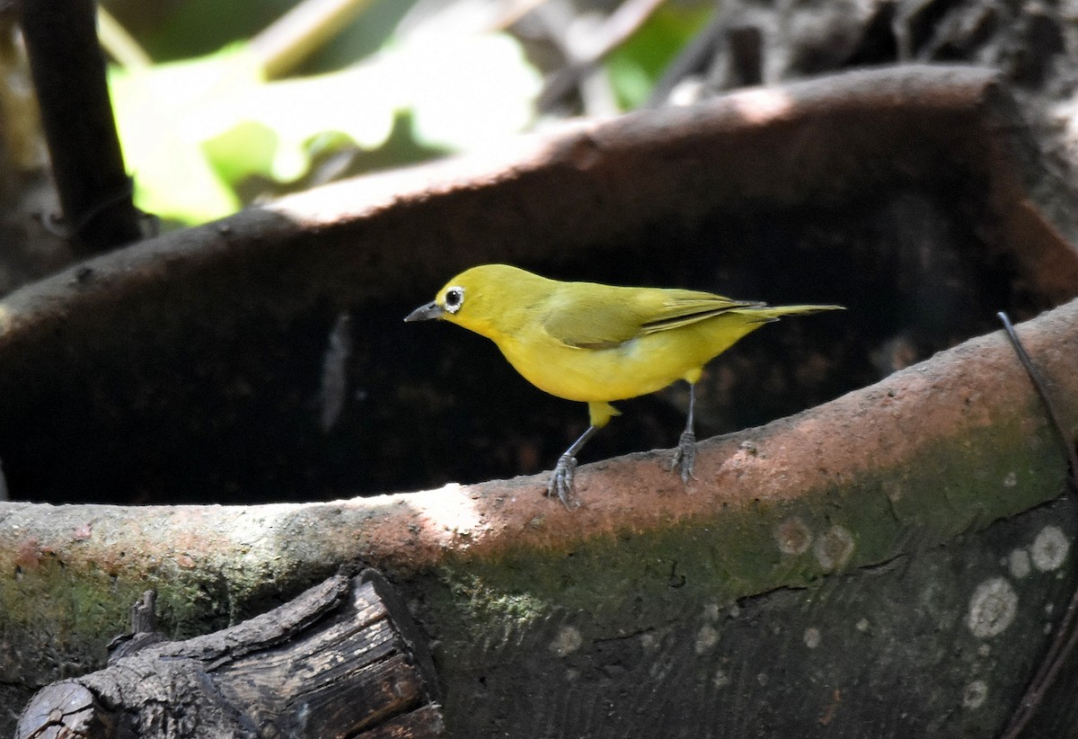 Northern Yellow White-eye - ML419877301