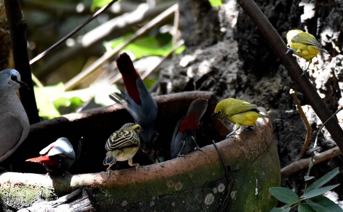 Northern Yellow White-eye - ML419877431