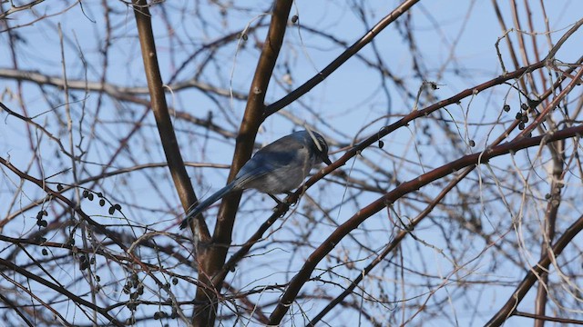 California Scrub-Jay - ML419878031