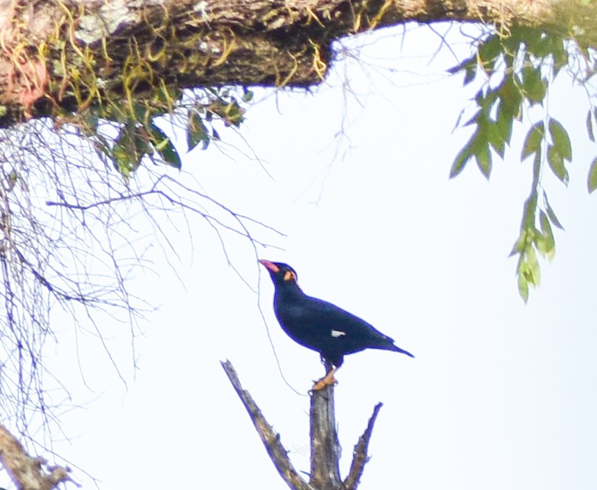 Common Hill Myna - ML419878221