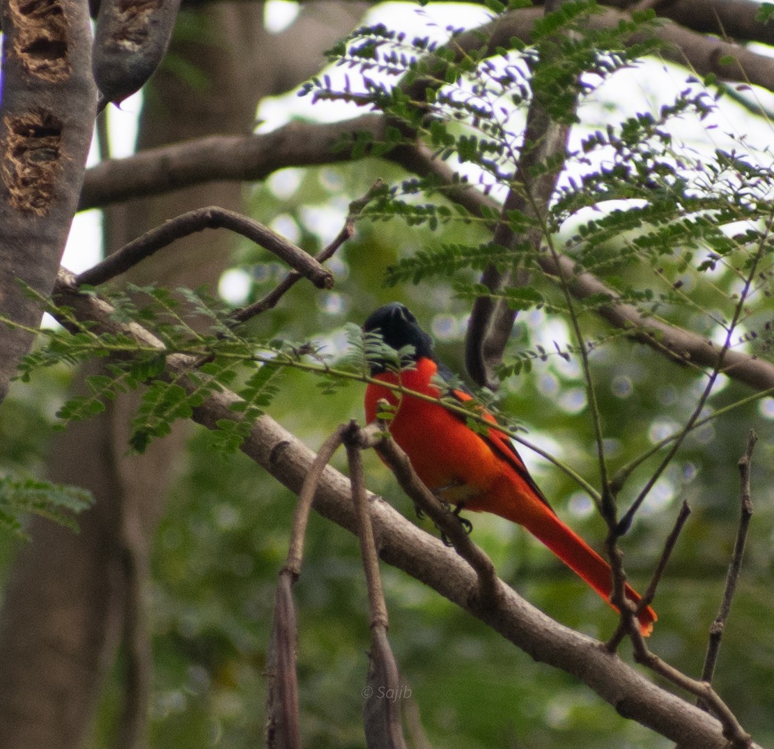 赤紅山椒鳥 - ML419878381