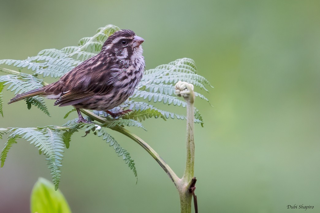 Streaky Seedeater - Dubi Shapiro