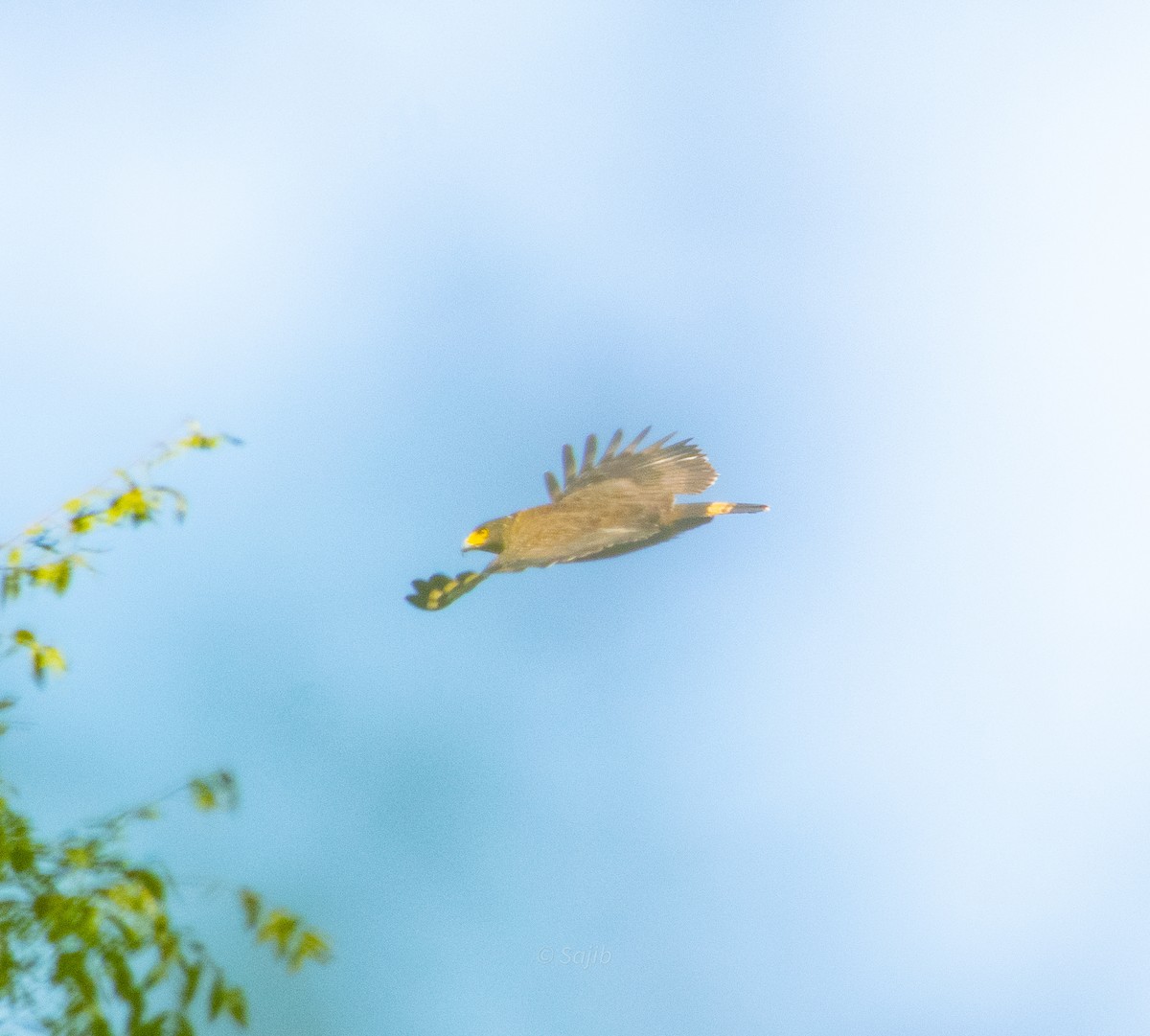 Crested Serpent-Eagle - ML419878521