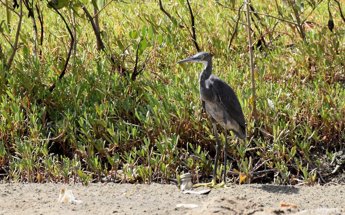 Purple Heron - ML419878671