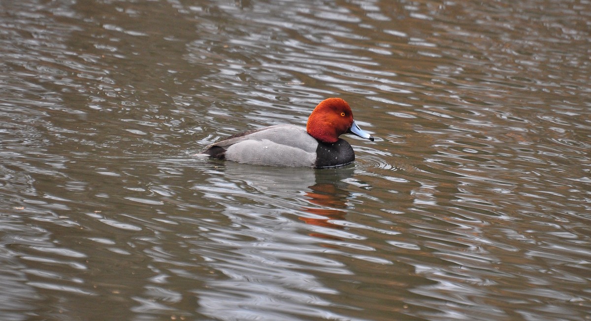 Redhead - ML419878841