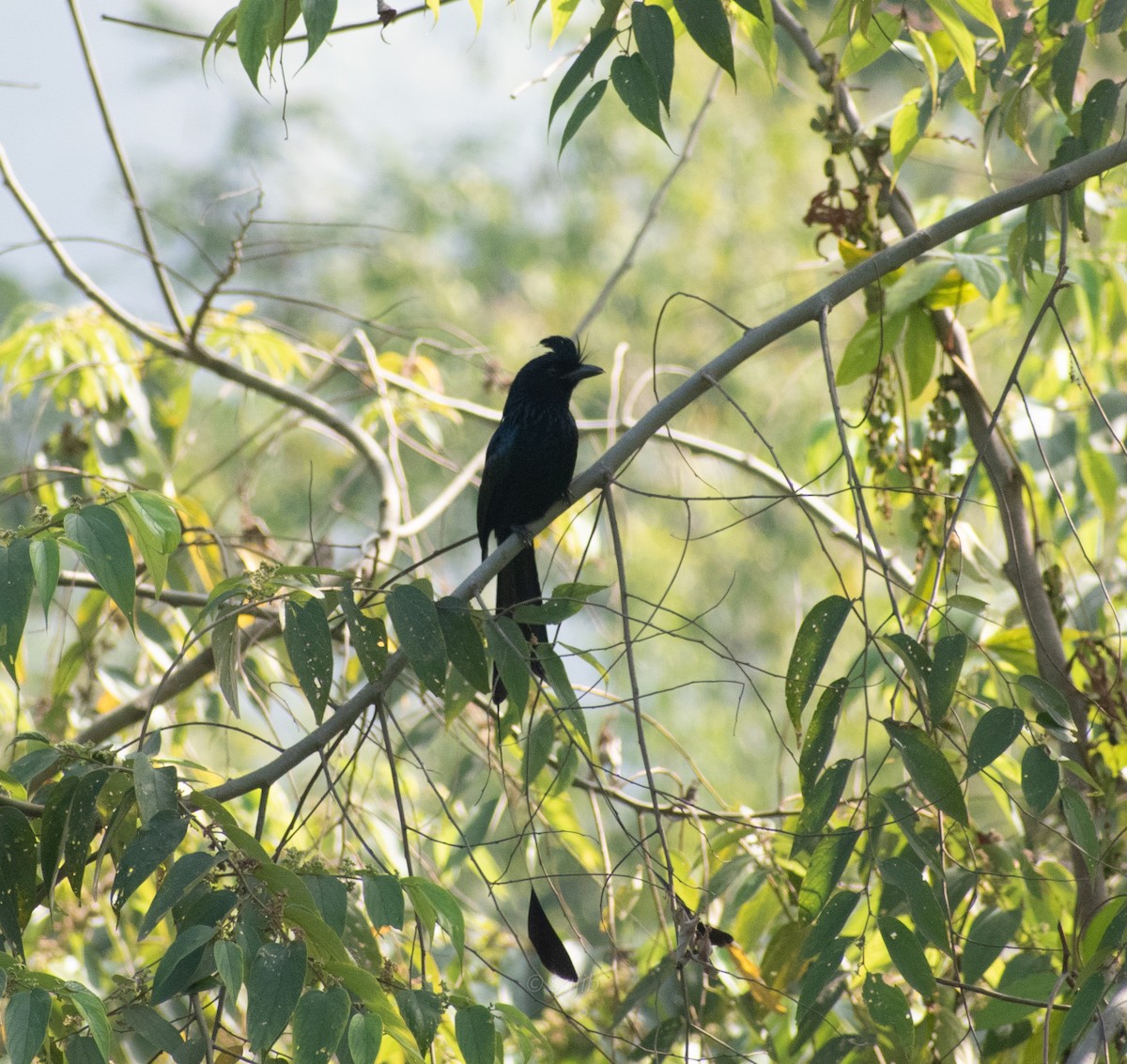 Greater Racket-tailed Drongo - ML419879011