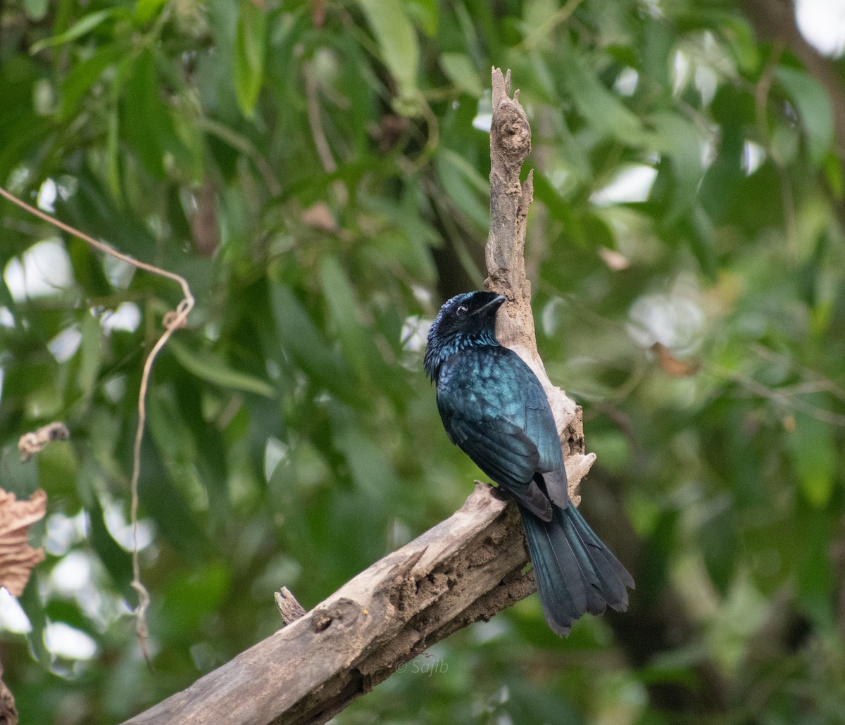 Lesser Racket-tailed Drongo - ML419879251