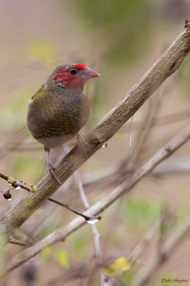 Orange-winged Pytilia - Dubi Shapiro