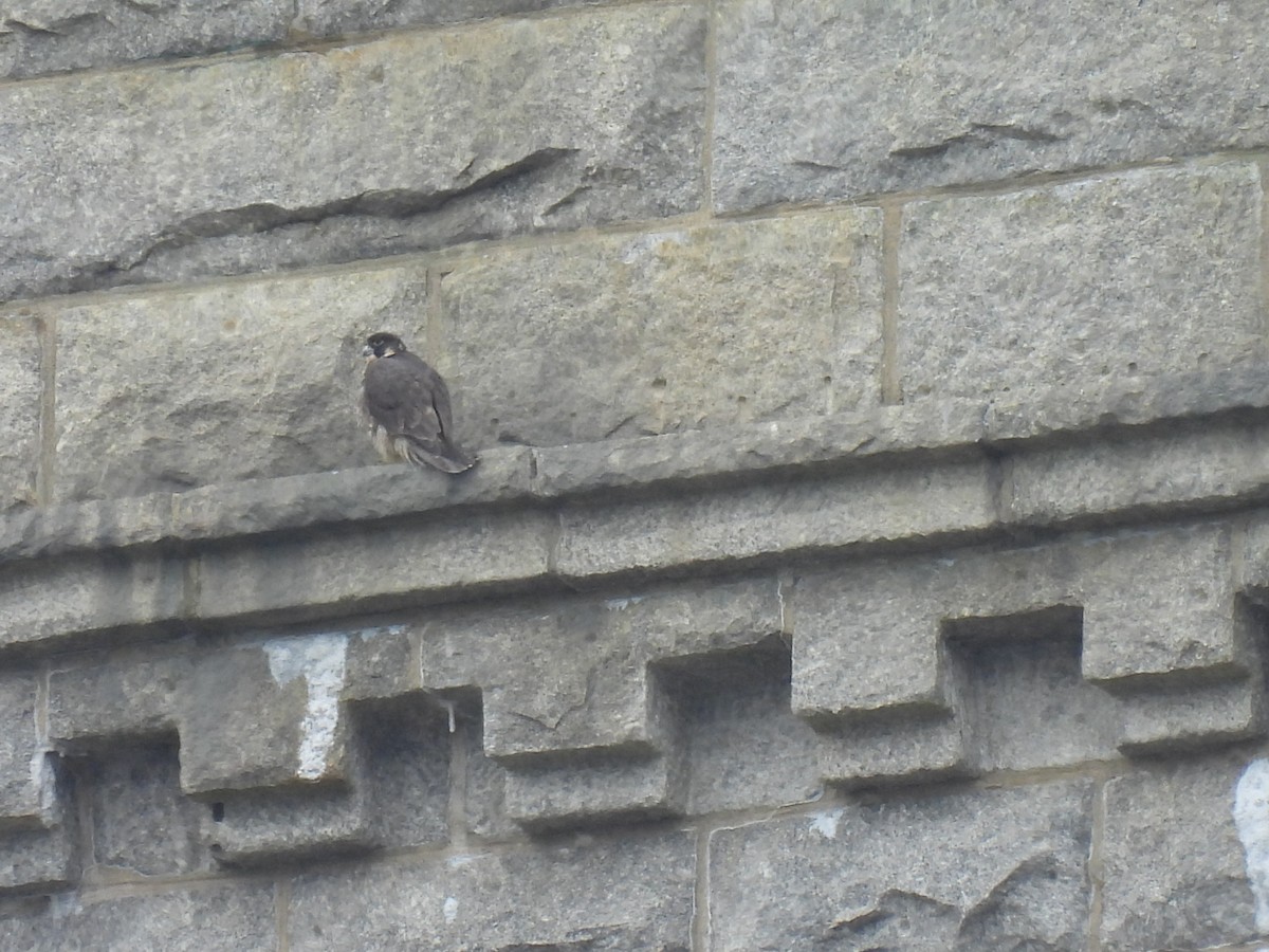 Peregrine Falcon - ML419880911