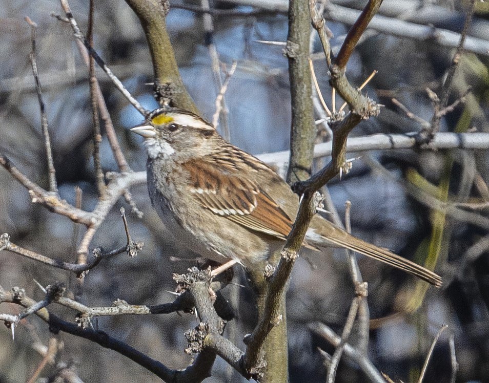 White-throated Sparrow - Eric Kallen