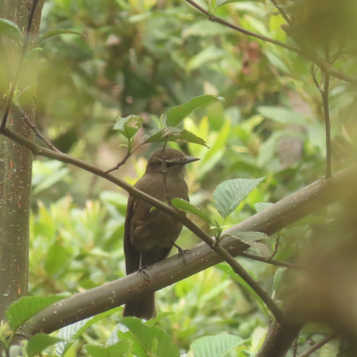 Smoky Bush-Tyrant - ML419882921