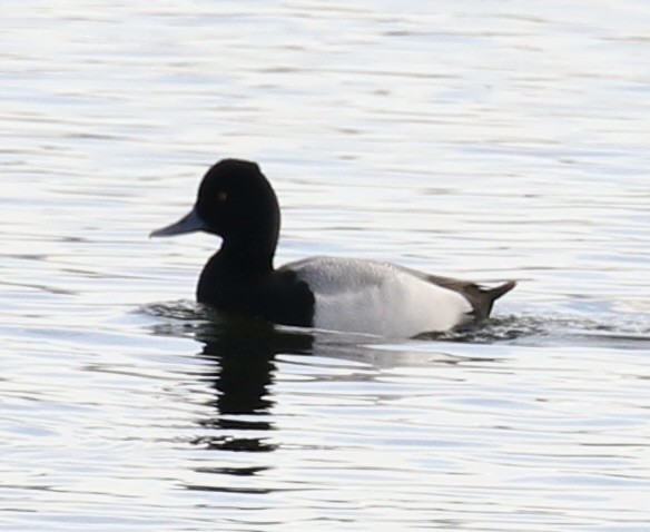 Lesser Scaup - ML419883491