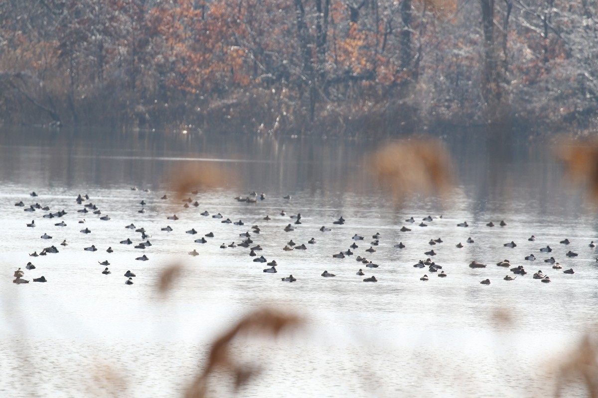 Lesser Scaup - ML419883551