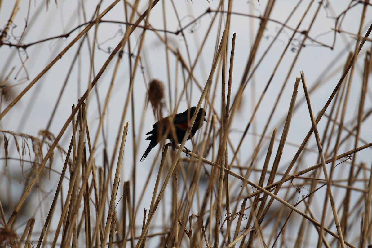 Red-winged Blackbird - ML419883681