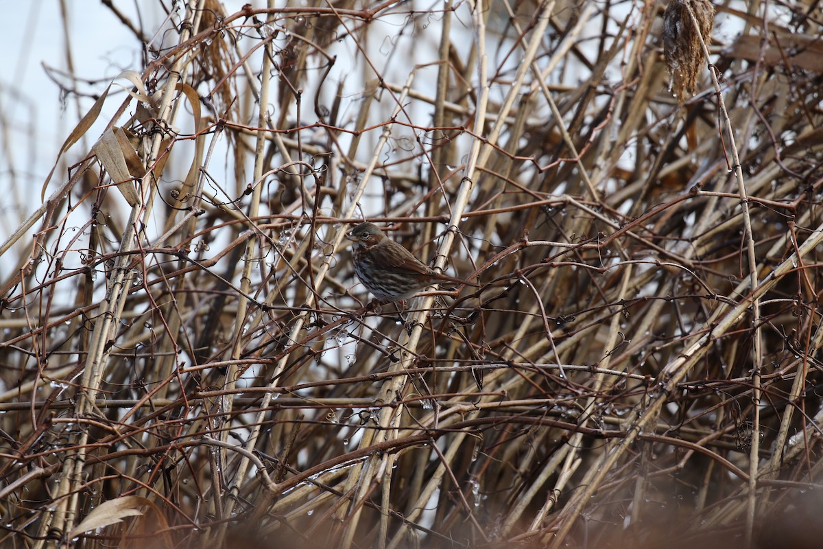 Fox Sparrow - ML419883781