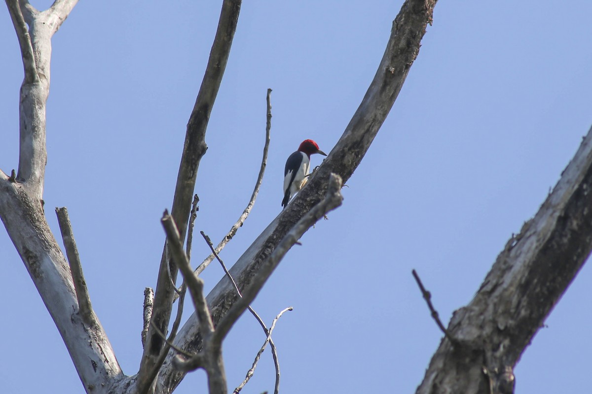 Red-headed Woodpecker - Philip Downey