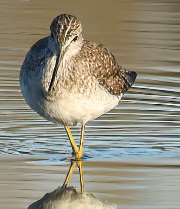 Lesser/Greater Yellowlegs - ML419886741