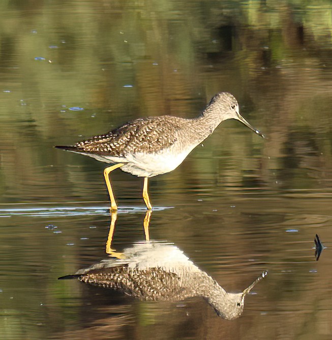 Lesser/Greater Yellowlegs - George Nothhelfer