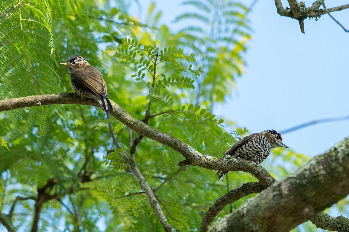 Ochre-collared Piculet - LUCIANO BERNARDES