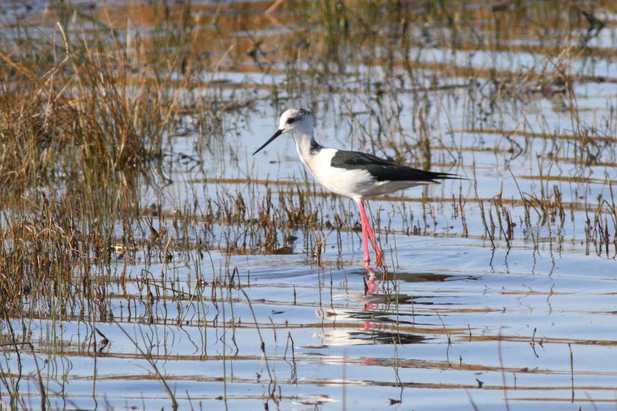 Black-winged Stilt - ML419889281