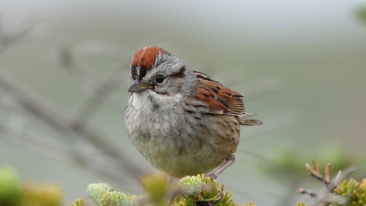 Swamp Sparrow - ML419889341