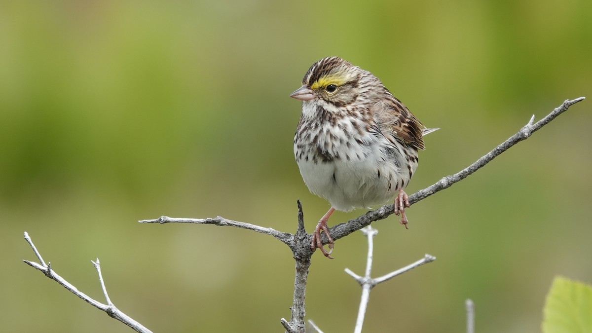 Savannah Sparrow - ML419889351
