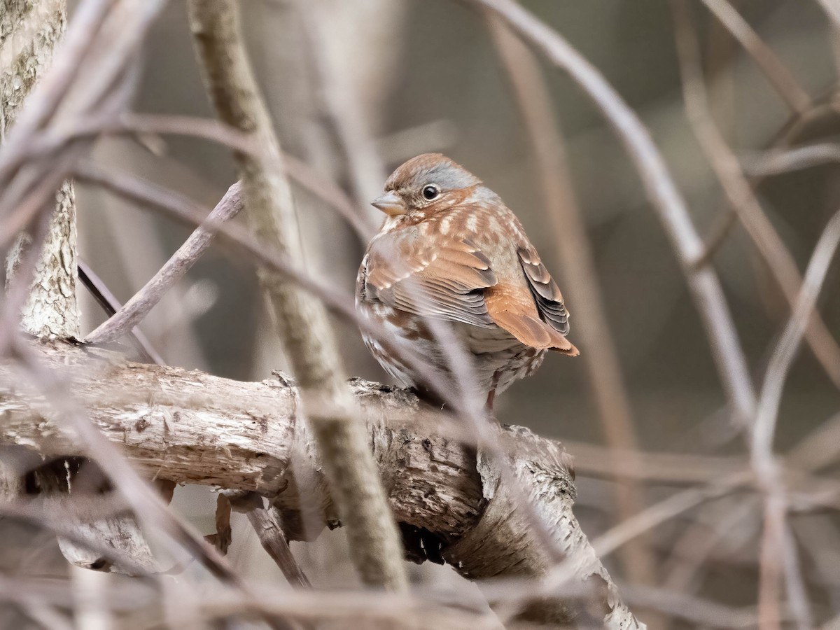 Fox Sparrow - ML419889881