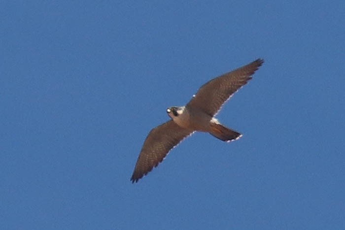 Peregrine Falcon - ML419892081