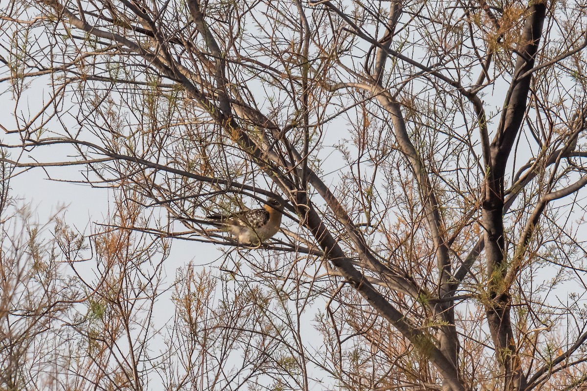 Great Spotted Cuckoo - ML419892661