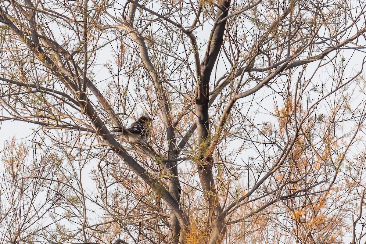 Great Spotted Cuckoo - ML419892671