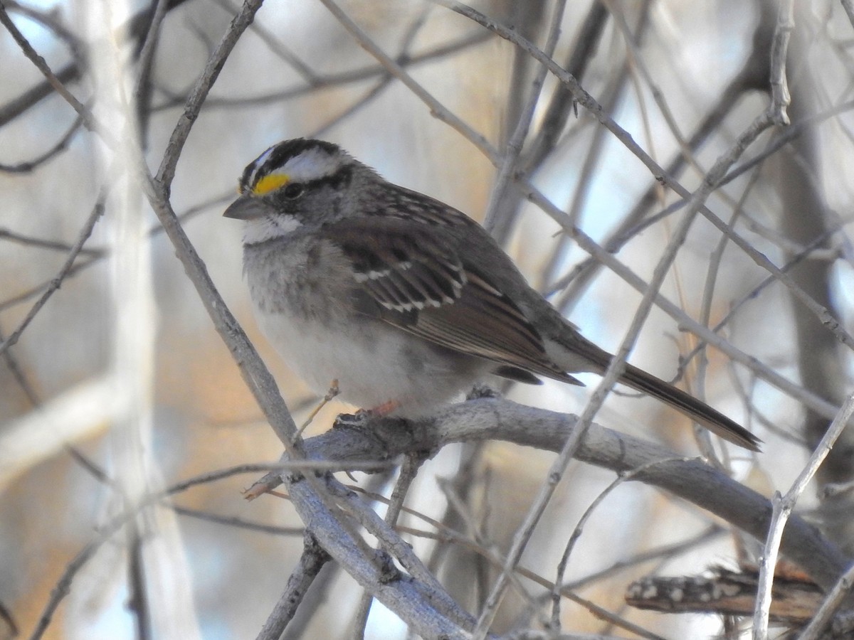 White-throated Sparrow - ML419893861