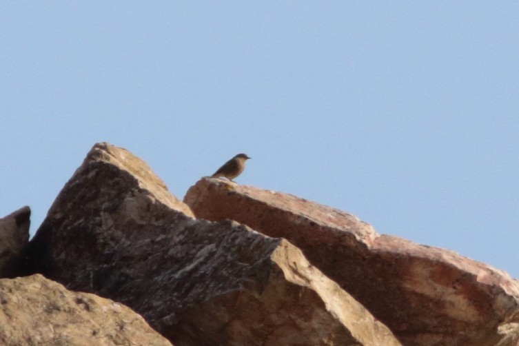 Black Redstart - ML419894901