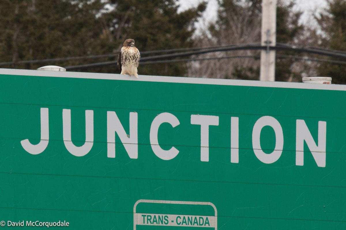 Red-tailed Hawk - ML419894961